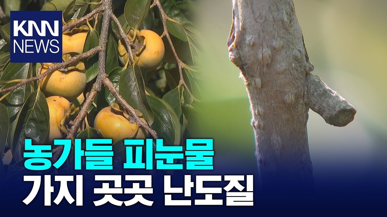 값비싼 단감을 노린 범행