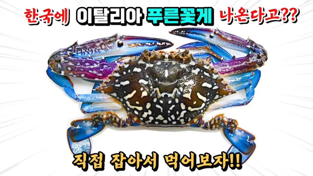 푸른 꽃게의 독특한 존재